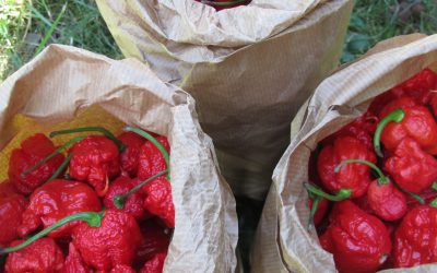 Chili Alarm – Erntezeit